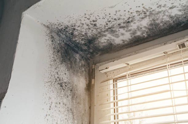 Trusted Mold Inspection service in Teaneck, NJ - Cheap Mold Removal